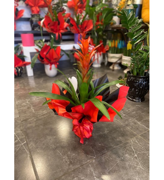 Guzmania Saksı Çiçeği